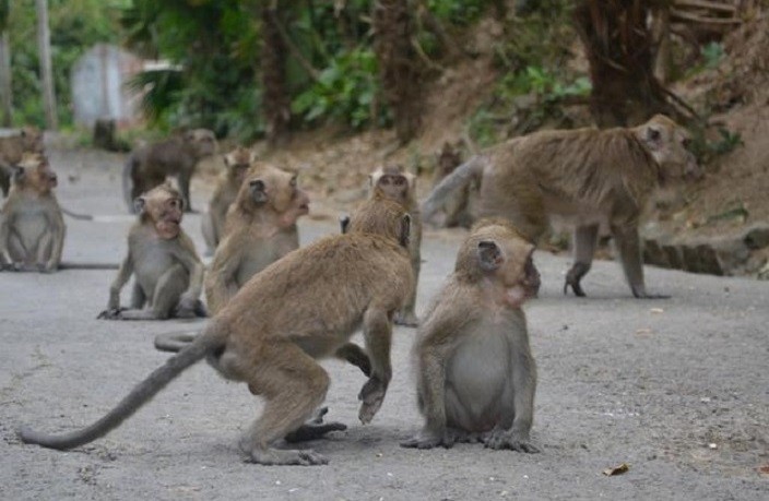 Serangan monyet